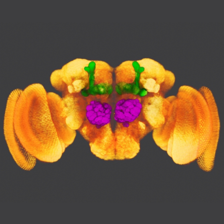 antennal lobe and mushroom body in the fly brain