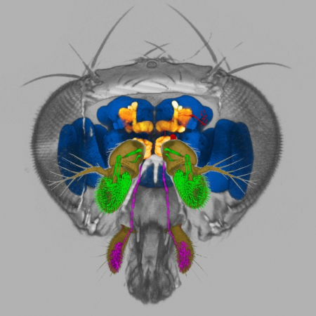 Model of an entire Drosophila head. Different sub-structures of the brain and nevous system are colour-coded. The raw data for rendering this view was acquired with LSMs.