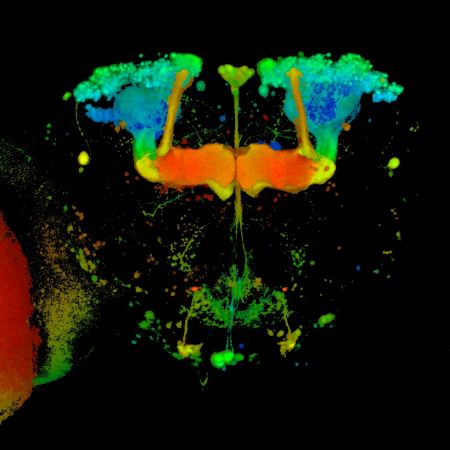 Brainbow