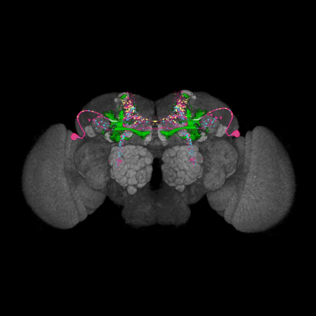 Polarity and connectivity of DAL neurons. New protein synthesis for LTM occurs in the two dorsal–anterior–lateral (DAL) neurons (magenta) with axonal terminals (light blue) linking to pioneer a/b neurons (green) at the K5 dendritic field (white) in the calyx. The DAL neuron may receive inputs from dorsal frontal protocerebrum where it has numerous dendrites (yellow). The brain is counterstained with anti-disc large immunostaining (grey).