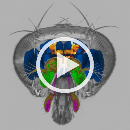 Model of an entire Drosophila head. Different sub-structures of the brain and nevous system are colour-coded. The raw data for rendering this view was acquired with LSMs.